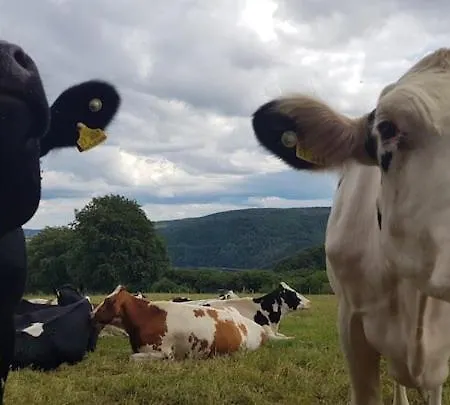 Дом отдыха Sonnenschein Am Rursee