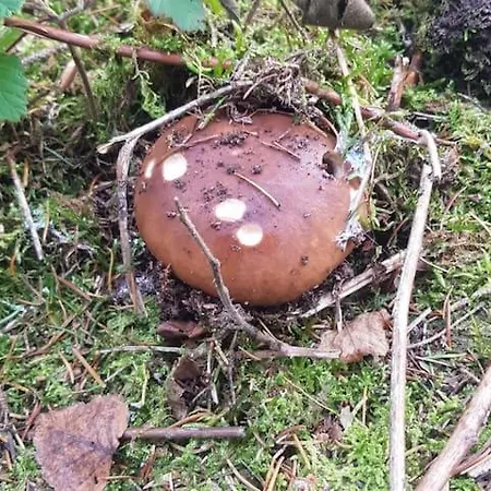 Sonnenschein Am Rursee