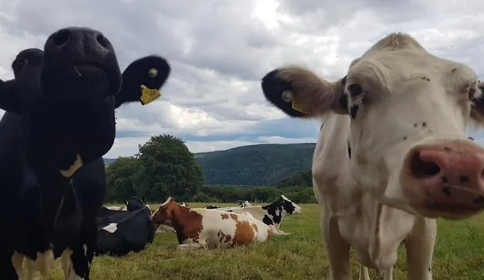 Сasa de vacaciones Sonnenschein Am Rursee