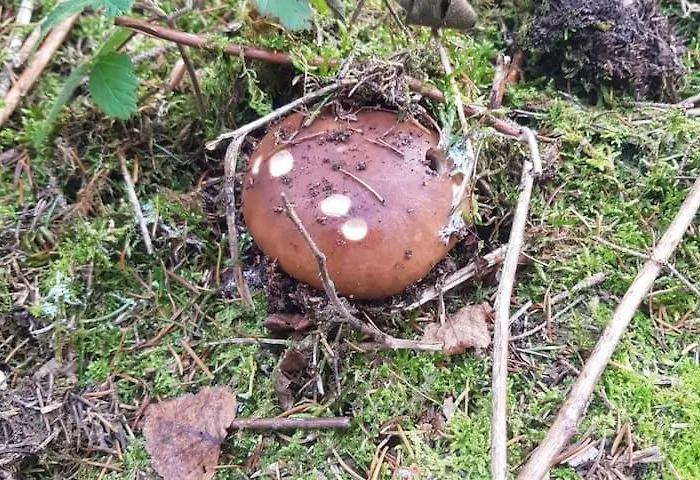 Sonnenschein Am Rursee